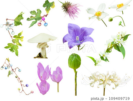 切り抜き素材セットー秋の野草 109409719