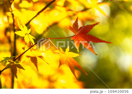 六甲山の紅葉の楓 109410056