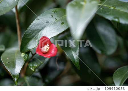 赤い椿 109410088