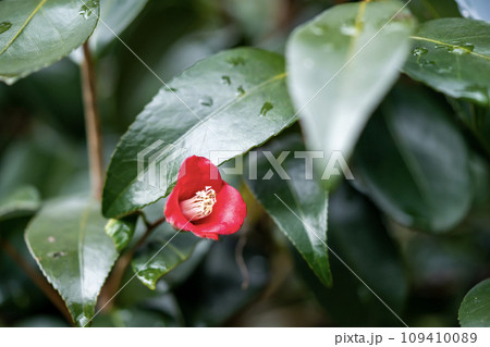 赤い椿の花 赤い椿の花 109410089