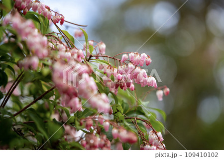 ピンク色の可愛い馬酔木の花 109410102