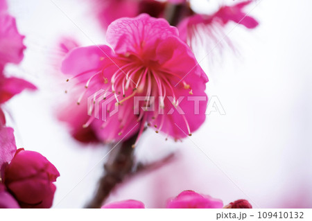 早春の紅梅を背景に咲く 109410132