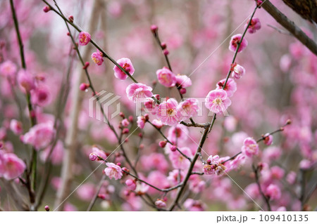 ピンク色の梅の花が咲いています 109410135