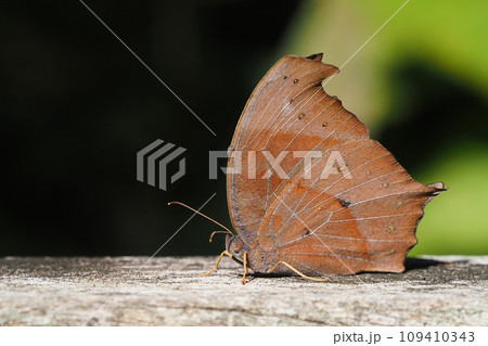 クロコノマチョウ 109410343