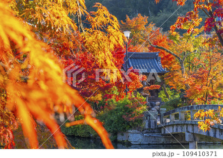 秋の京都　永観堂（禅林寺）放生池にある弁天社と紅葉 109410371