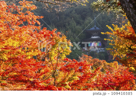 秋の京都　永観堂（禅林寺）紅葉と多宝塔 109410385