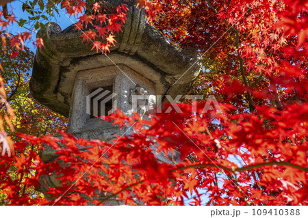 秋の京都　永観堂（禅林寺）紅葉と石灯籠 109410388