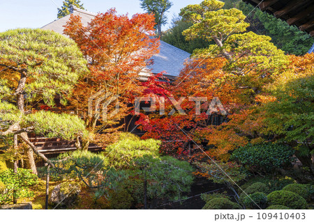 秋の京都　永観堂（禅林寺）紅葉が美しい釈迦堂前内庭 109410403