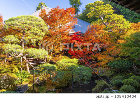 秋の京都　永観堂（禅林寺）紅葉が美しい釈迦堂前内庭 109410404