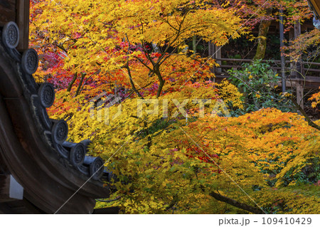 秋の京都 永観堂(禅林寺) 回廊と紅葉 秋の京都 永観堂(禅林寺) 回廊と紅葉 109410429