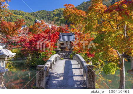 秋の京都　永観堂（禅林寺）放生池にある弁天社と紅葉 109410461