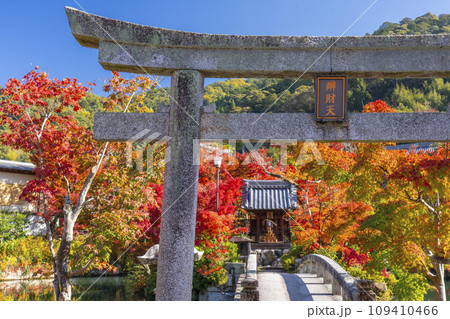秋の京都　永観堂（禅林寺）放生池にある弁天社と紅葉 109410466