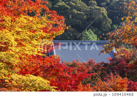秋の京都　永観堂（禅林寺）　紅葉 109410468