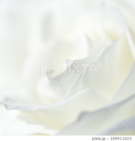 Abstract floral background, white rose flower petals. Macro flowers backdrop for holiday design. Soft focus. 109411023