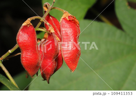 トキリマメの実 トキリマメの実 109411353