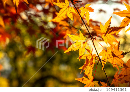 六甲山の紅葉狩り 109411361