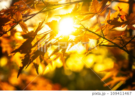 日が射す六甲山の紅葉 109411467