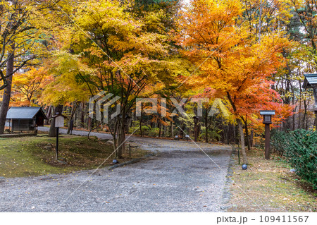 紅葉に染まる古神道本宮がある身曾岐神社境内【秋期】 紅葉に染まる古神道本宮がある身曾岐神社境内【秋期】 109411567