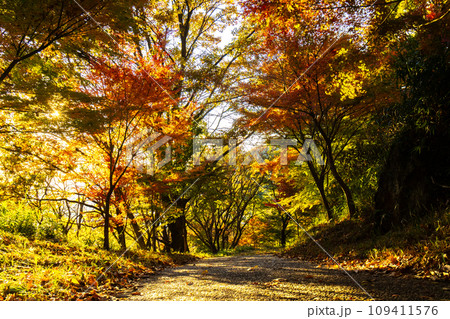 紅葉に染まる六甲山 109411576