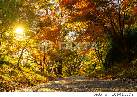 紅葉に染まる六甲山 紅葉に染まる六甲山 109411578