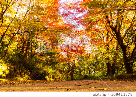 紅葉に染まる六甲山 紅葉に染まる六甲山 109411579
