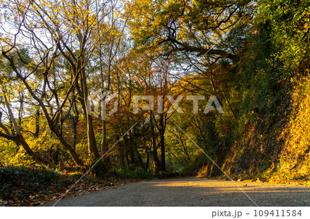紅葉に染まる六甲山 109411584