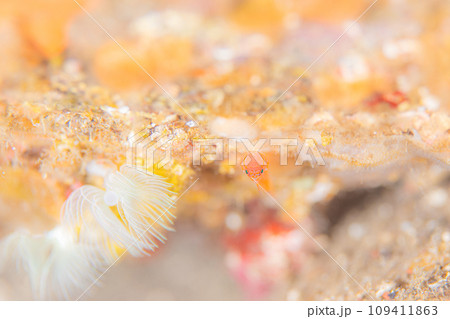 静かなお花見 静かなお花見 109411863