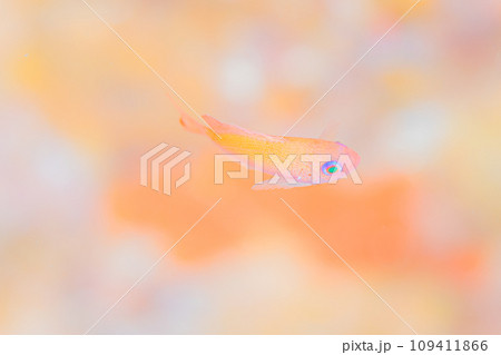 生まれたて 109411866