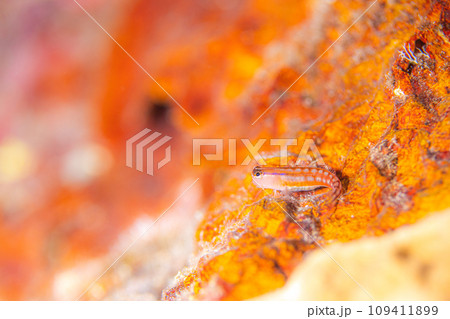 秋のコミカル 109411899