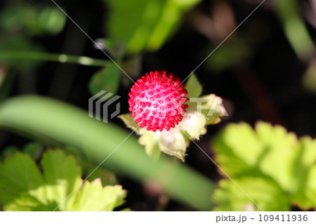 晴天下、若草色を背景に真っ赤に熟したヤマヘビイチゴの果実（マクロレンズ使用・屋外自然光・接写写真） 109411936