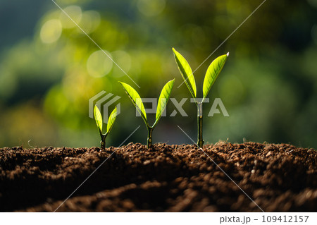trees growing on the ground trees growing on the ground 109412157