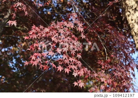 秋の庭に映える赤いカエデの葉 109412197