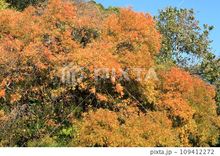 孔子の木の紅葉 孔子の木の紅葉 109412272