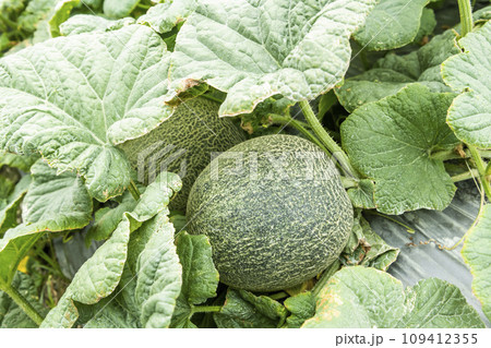 Close-up of cantaloupes growing in farmland in Yunlin, Taiwan. 109412355