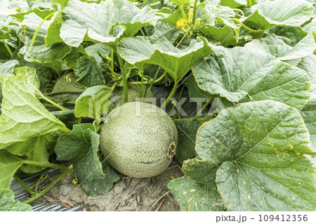 Close-up of cantaloupes growing in farmland in Yunlin, Taiwan. Close-up of cantaloupes growing in farmland in Yunlin, Taiwan. 109412356