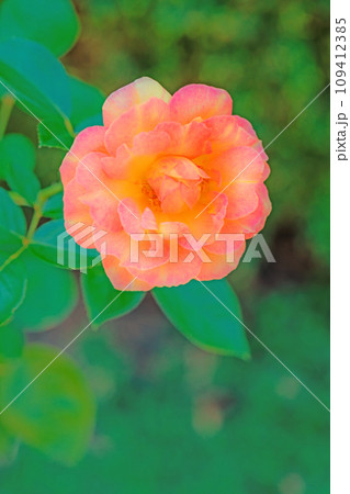 家の周りの草花 四季の色々 バラ園 美しい可憐な花びら 初秋のかぜに揺れるピンクのバラ 家の周りの草花 四季の色々 バラ園 美しい可憐な花びら 初秋のかぜに揺れるピンクのバラ 109412385
