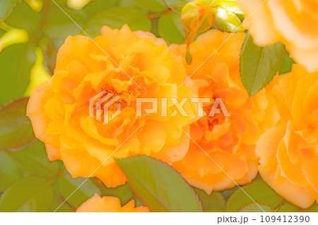 家の周りの草花　四季の色々　バラ園　美しい可憐な花びら　初秋のかぜに揺れるピンクのバラ 109412390