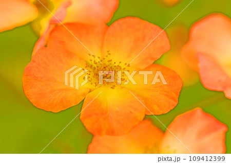 家の周りの草花　四季の色々　バラ園　美しい可憐な花びら　初秋のかぜに揺れるピンクのバラ 109412399