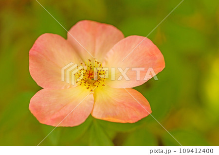 家の周りの草花 四季の色々 バラ園 美しい可憐な花びら 初秋のかぜに揺れるピンクのバラ 家の周りの草花 四季の色々 バラ園 美しい可憐な花びら 初秋のかぜに揺れるピンクのバラ 109412400