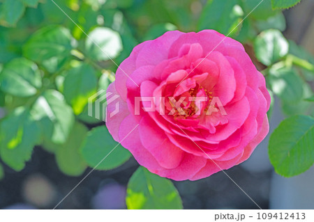 家の周りの草花 四季の色々 バラ園 美しい可憐な花びら 初秋のかぜに揺れるピンクのバラ 家の周りの草花 四季の色々 バラ園 美しい可憐な花びら 初秋のかぜに揺れるピンクのバラ 109412413