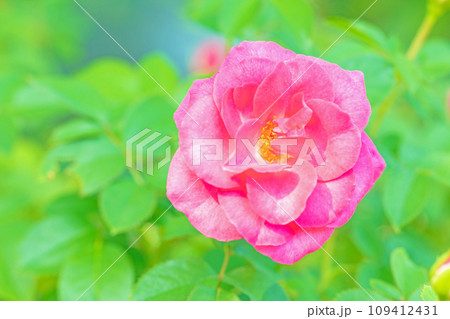 家の周りの草花 四季の色々 バラ園 美しい可憐な花びら 初秋のかぜに揺れるピンクのバラ 家の周りの草花 四季の色々 バラ園 美しい可憐な花びら 初秋のかぜに揺れるピンクのバラ 109412431