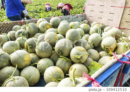 Freshly harvested cantaloupes are placed on a truck in Yunlin, Taiwan. 109412510