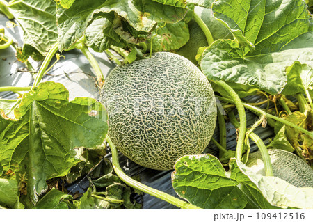 Close-up of cantaloupes growing in farmland in Yunlin, Taiwan. 109412516