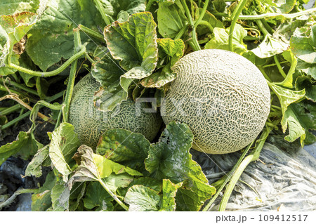 Close-up of cantaloupes growing in farmland in Yunlin, Taiwan. 109412517