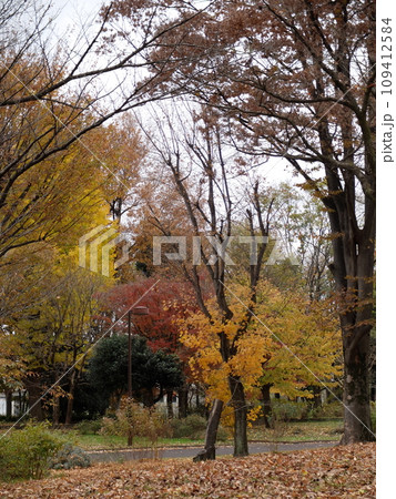 紅葉の都立大泉中央公園 109412584