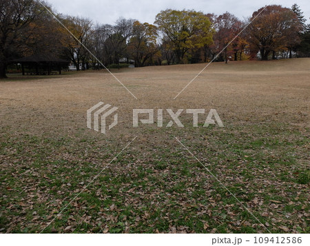 紅葉の都立大泉中央公園 紅葉の都立大泉中央公園 109412586