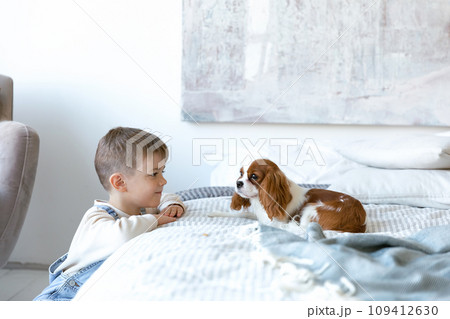 A little poppy of cocker sits at the bed A little poppy of cocker sits at the bed 109412630