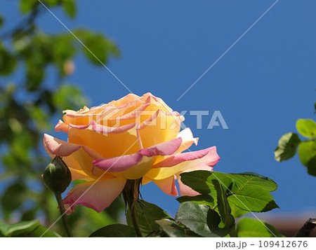 黄色いバラの花 黄色いバラの花 109412676