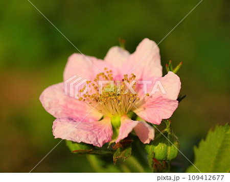 ブラックベリーの花のアップ 109412677