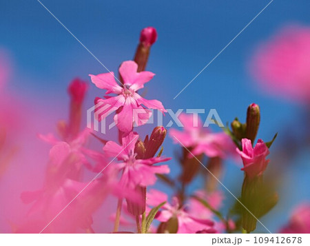 青空とフクロナデシコの花 109412678